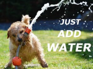 Dog Playing with Water Hose